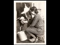 Vache à lait !